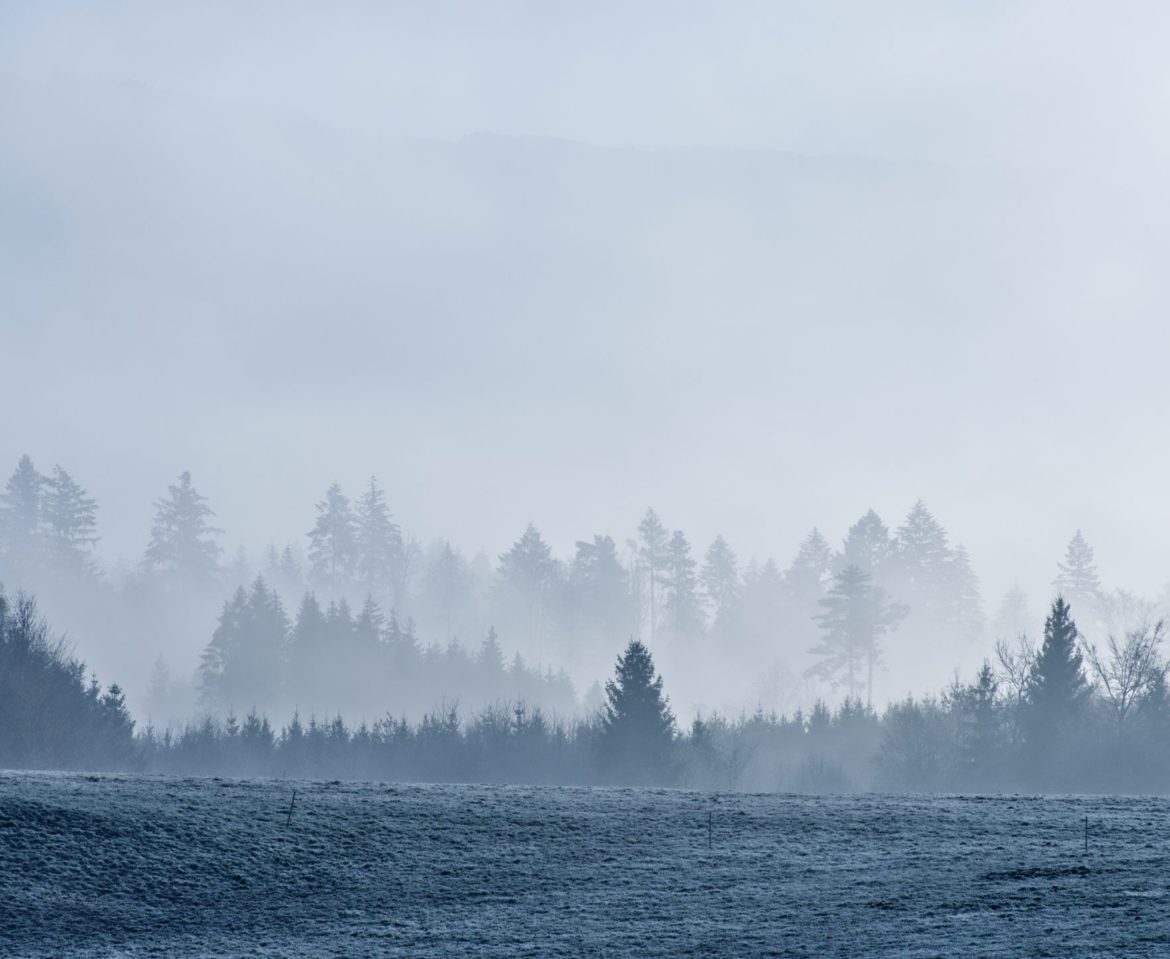 Nebel im Winter